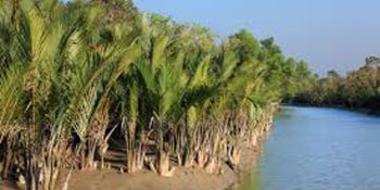 Sundarban