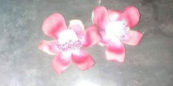 বিরল প্রজাতির উদ্ভিদ নাগলিঙ্গম পাওয়া যায় বরিশালে।